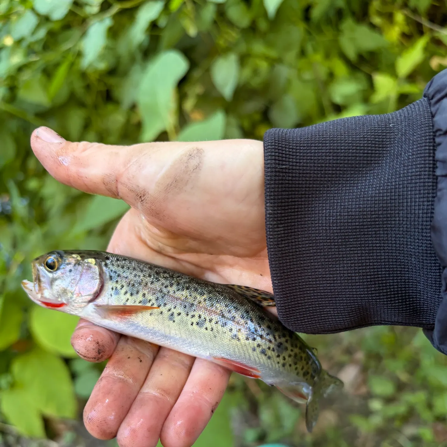 Coastal cutthroat trout caught on Fishbrain