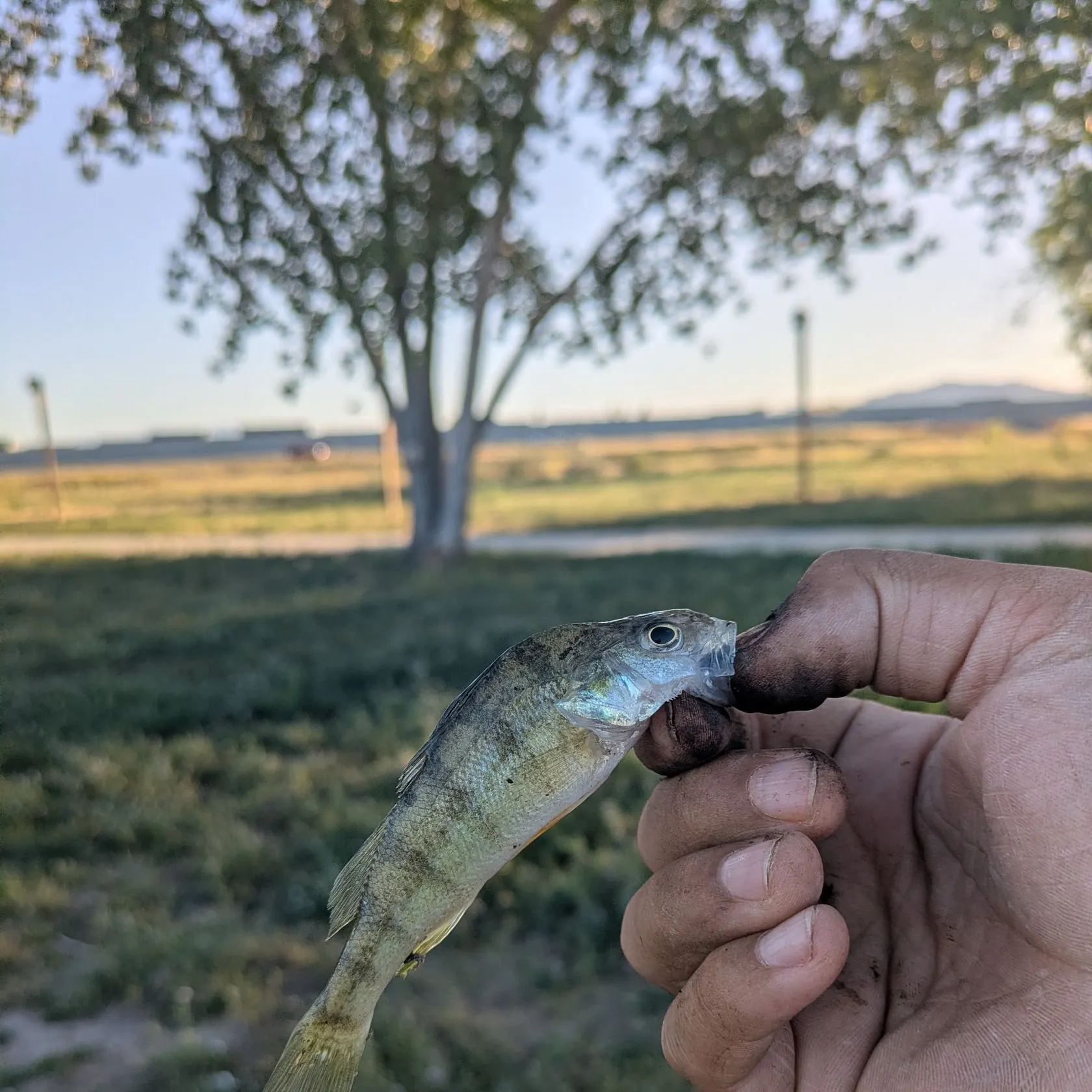 Yellow perch caught on Fishbrain