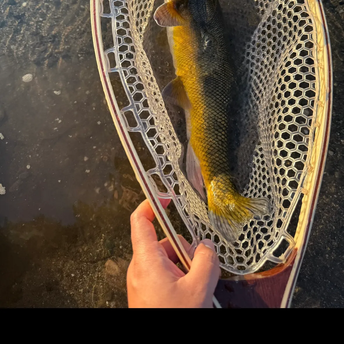 The most recent Sacramento sucker catches on Fishbrain