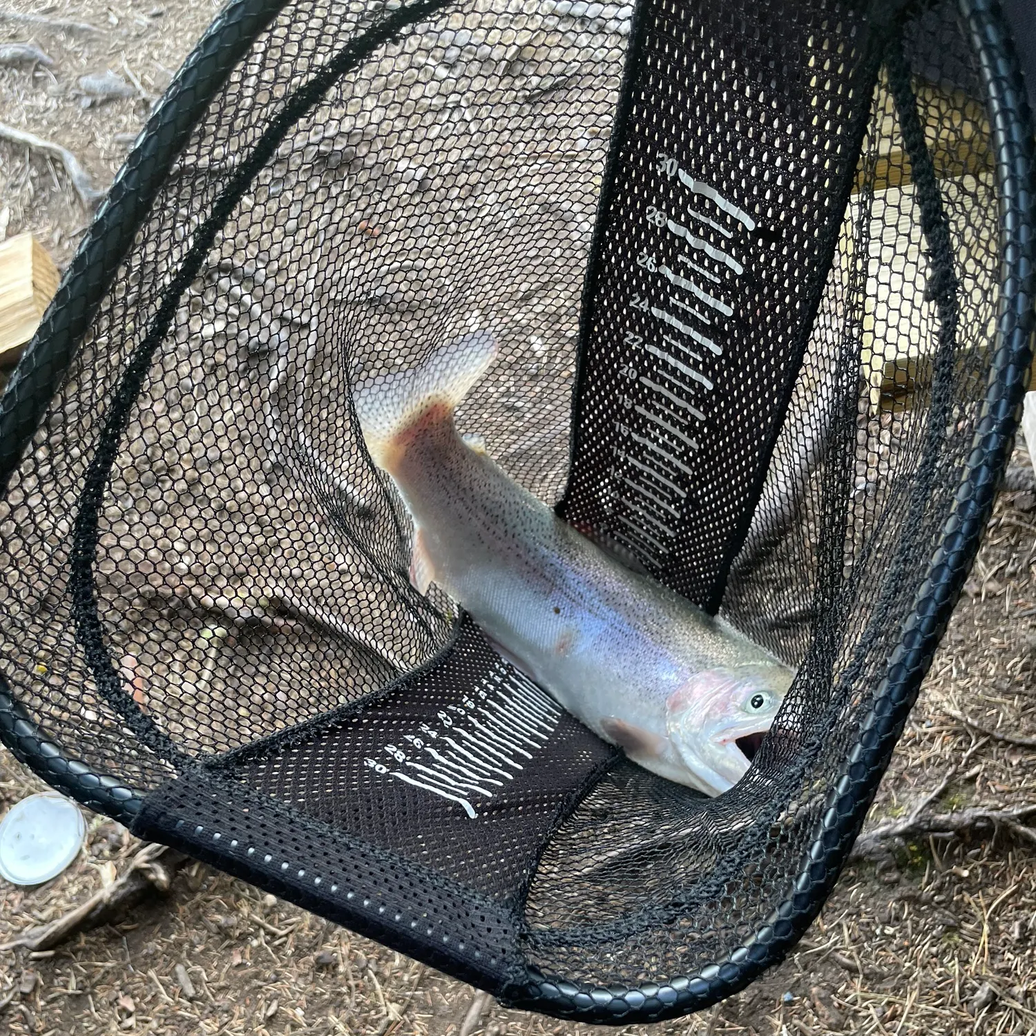 Rainbow trout caught on Fishbrain