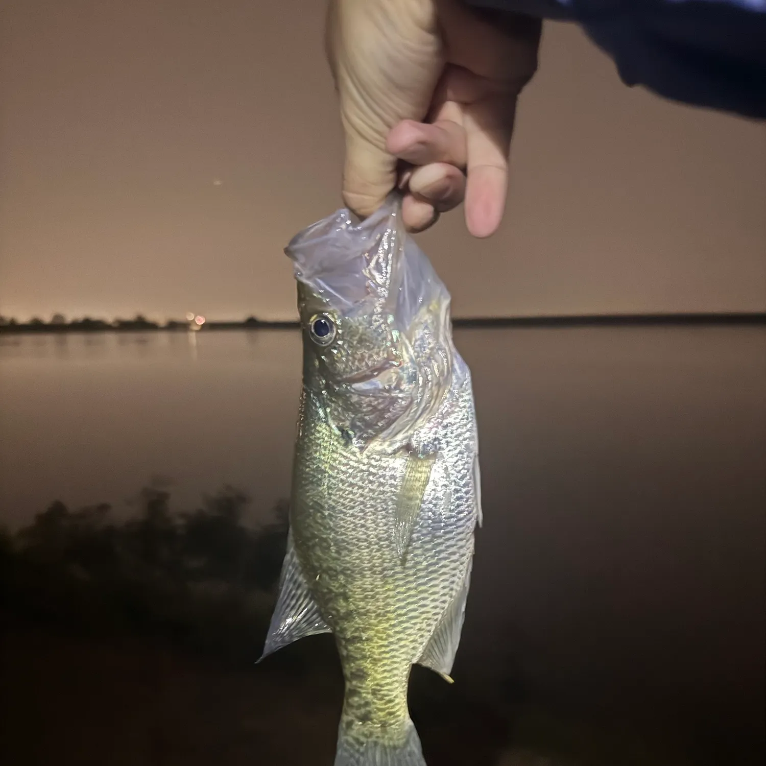 White crappie caught on Fishbrain