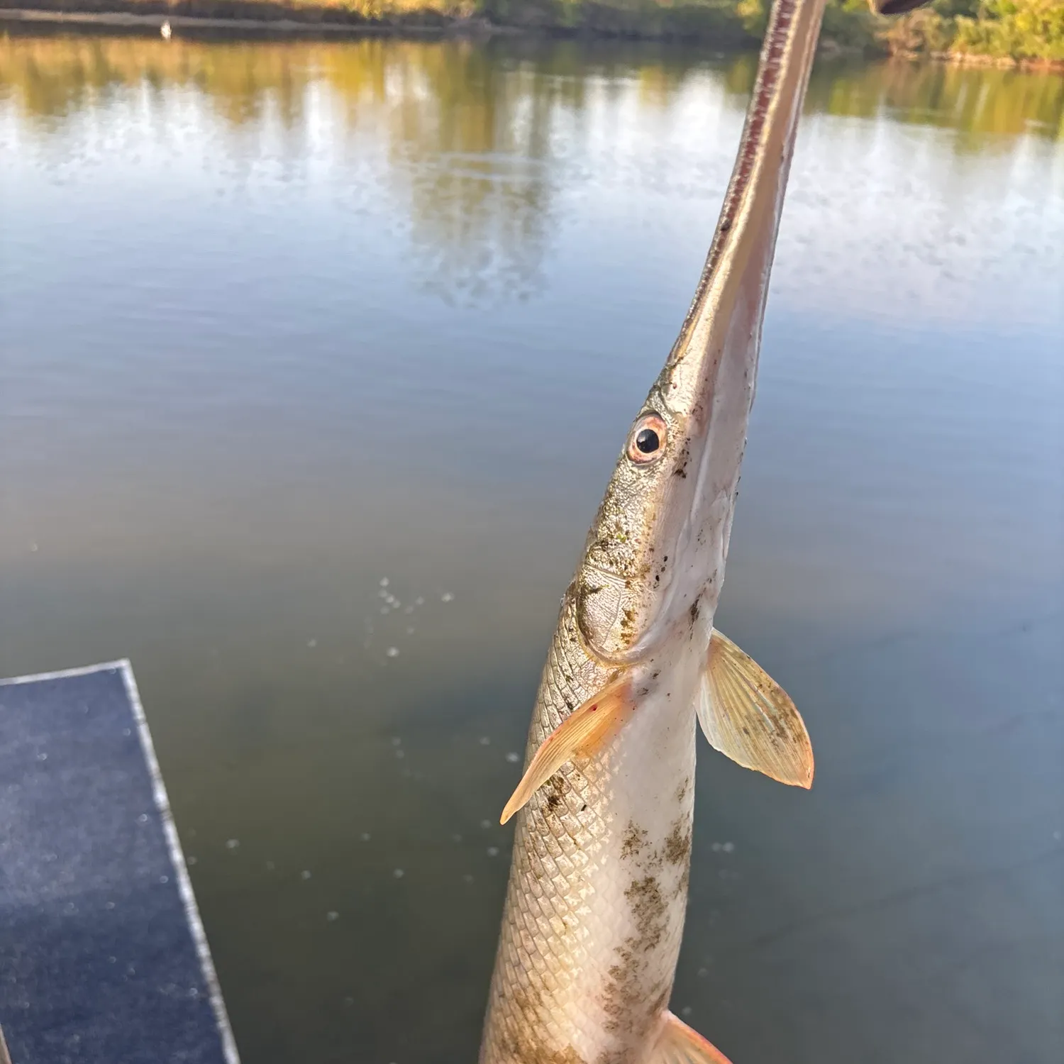 Shortnose gar caught on Fishbrain
