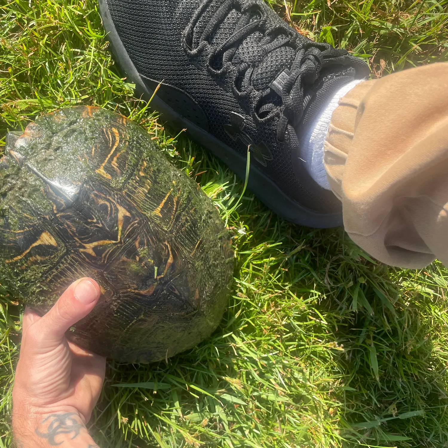 The most recent River cooter turtle catches on Fishbrain