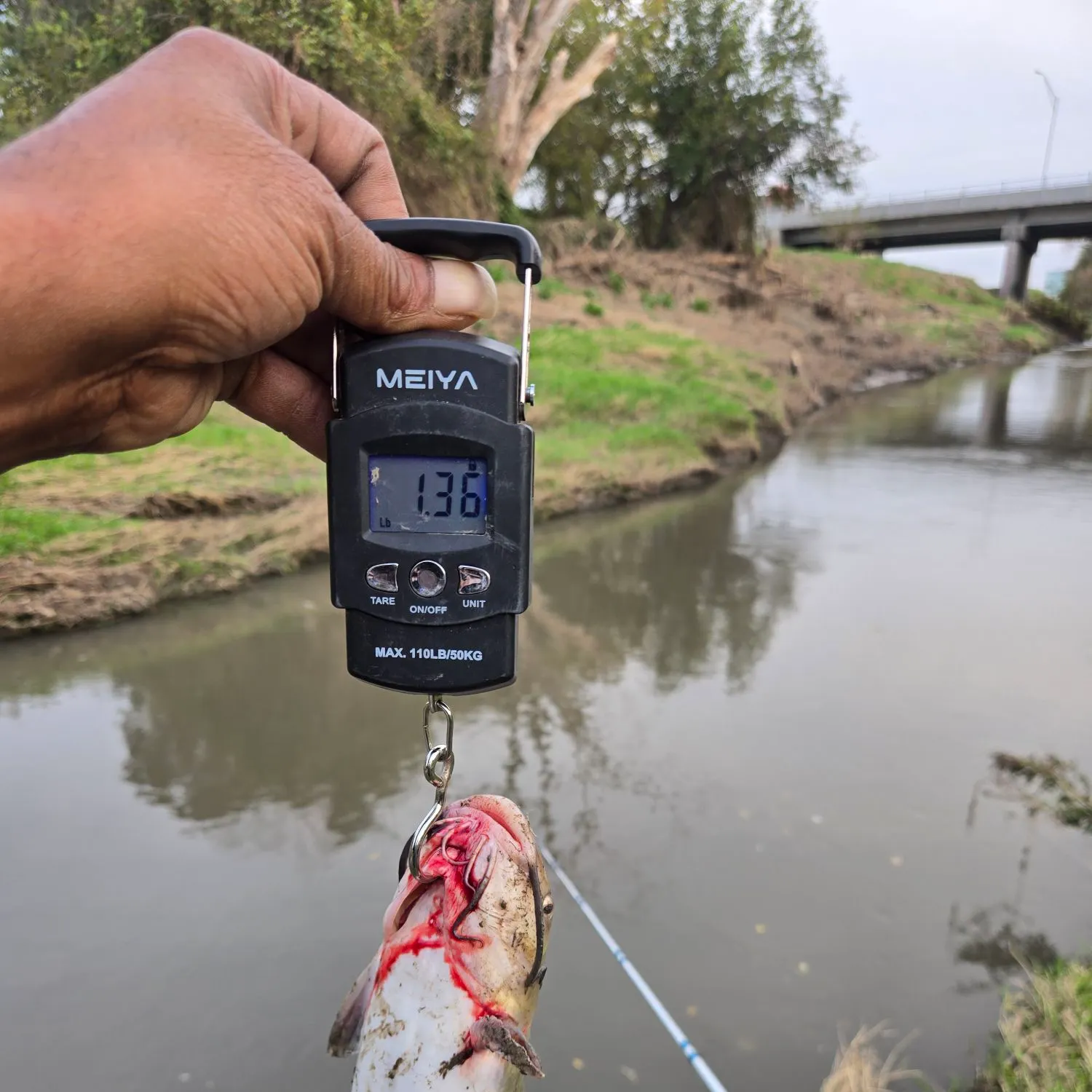 Channel catfish caught on Fishbrain
