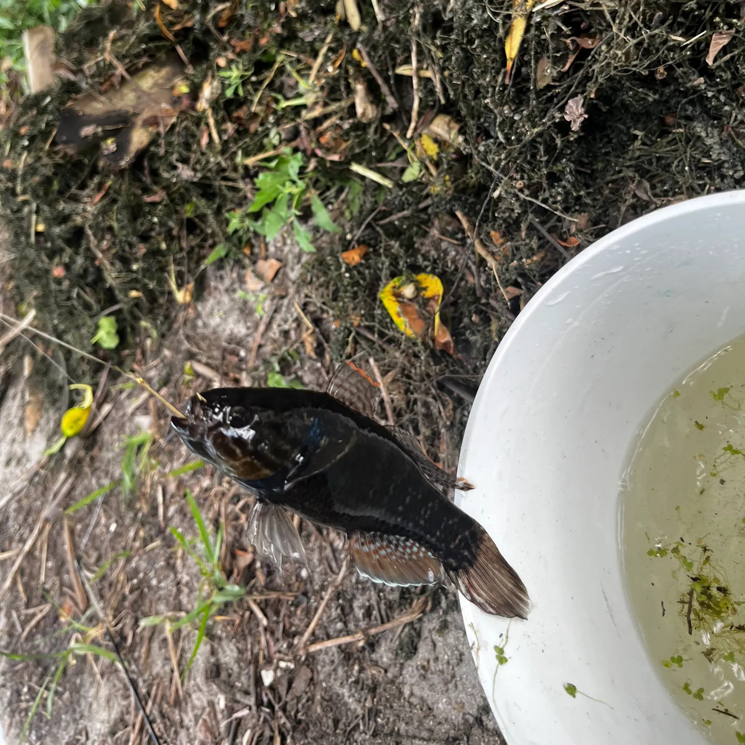 The most recent Point-headed sleeper goby catches on Fishbrain