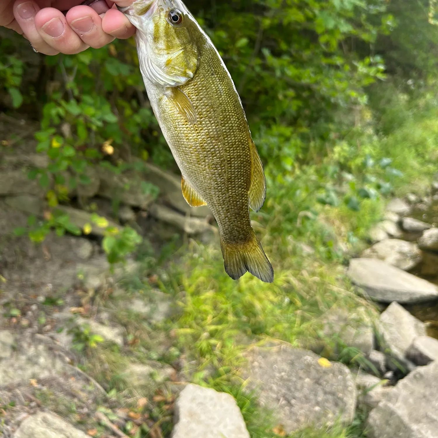 Smallmouth bass caught on Fishbrain