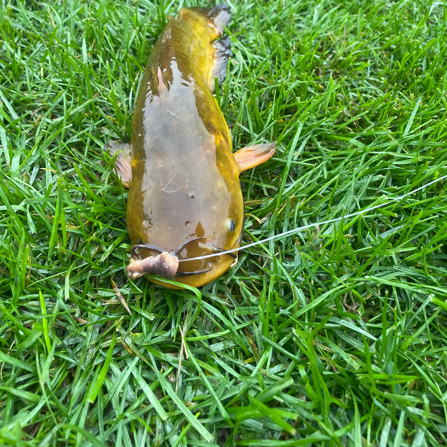 Yellow bullhead caught on Fishbrain