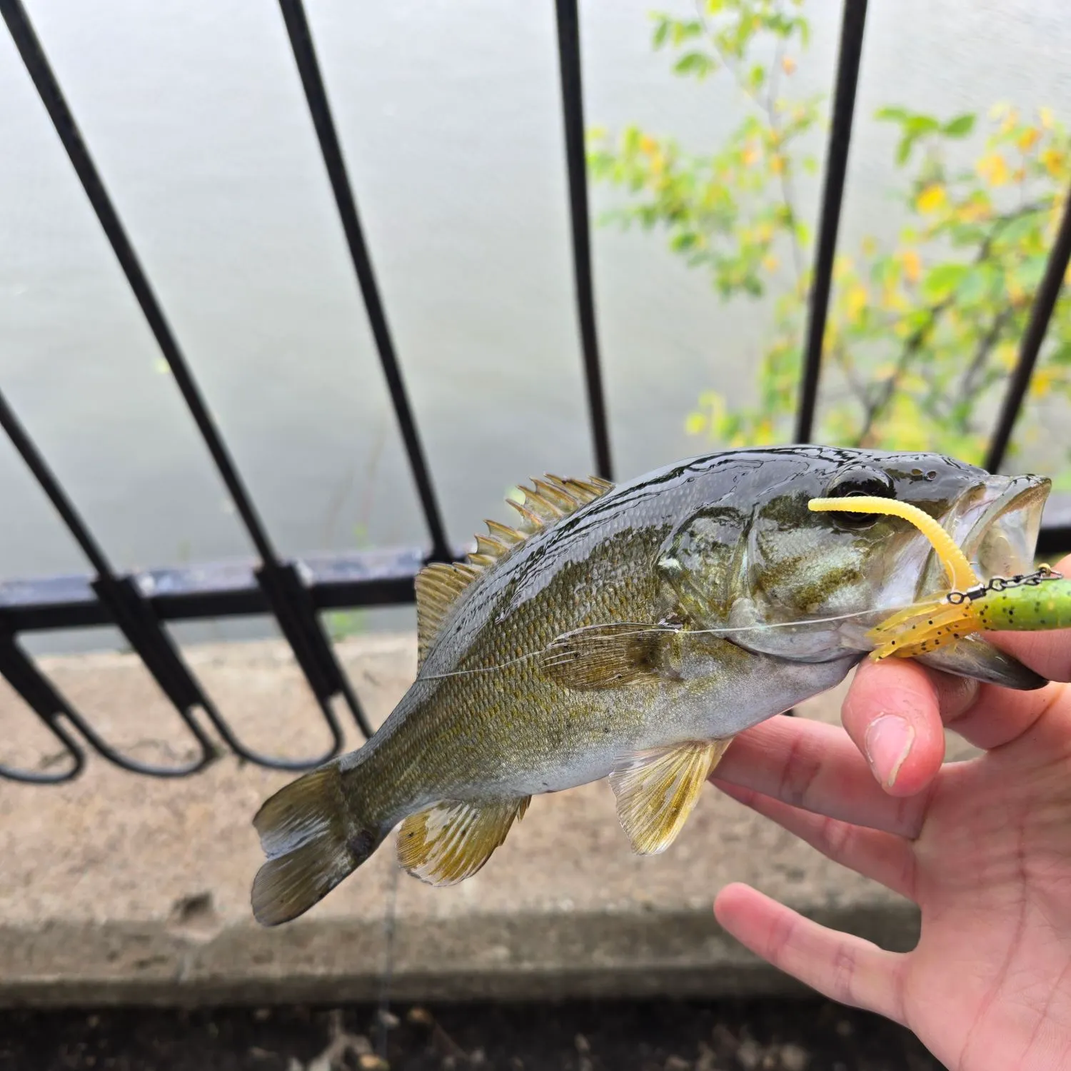 The most recent Smallmouth bass catches on Fishbrain