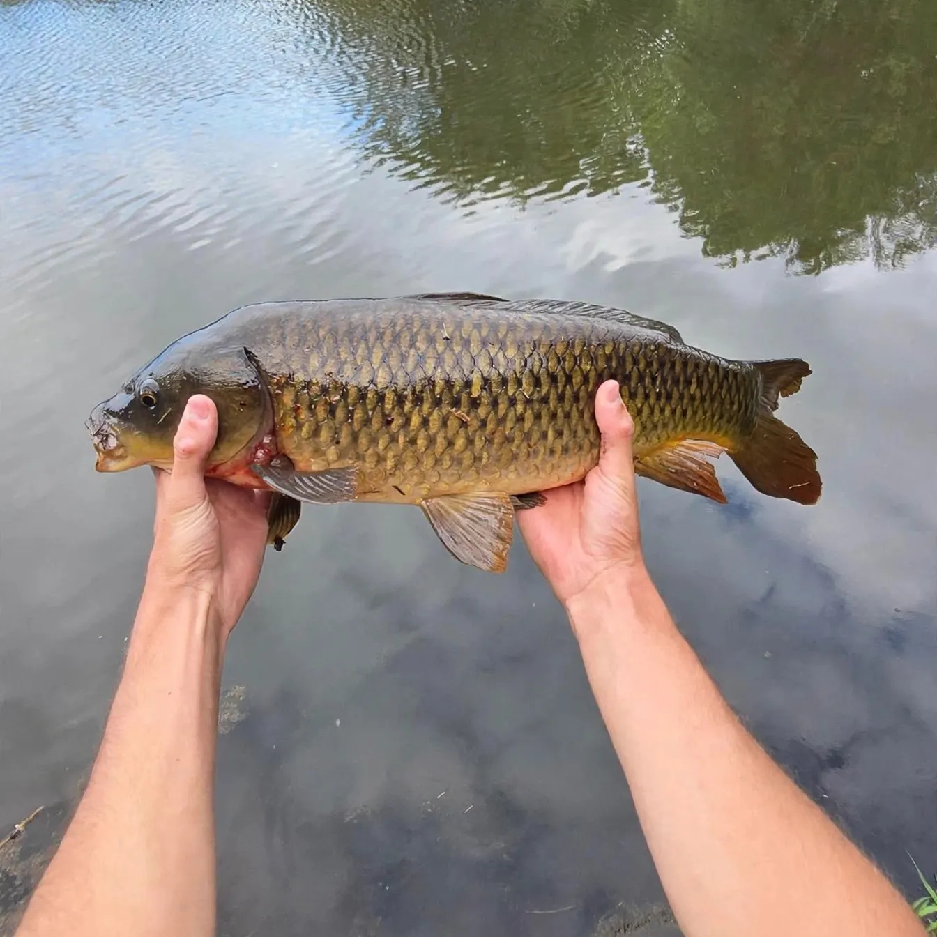 Common carp caught on Fishbrain