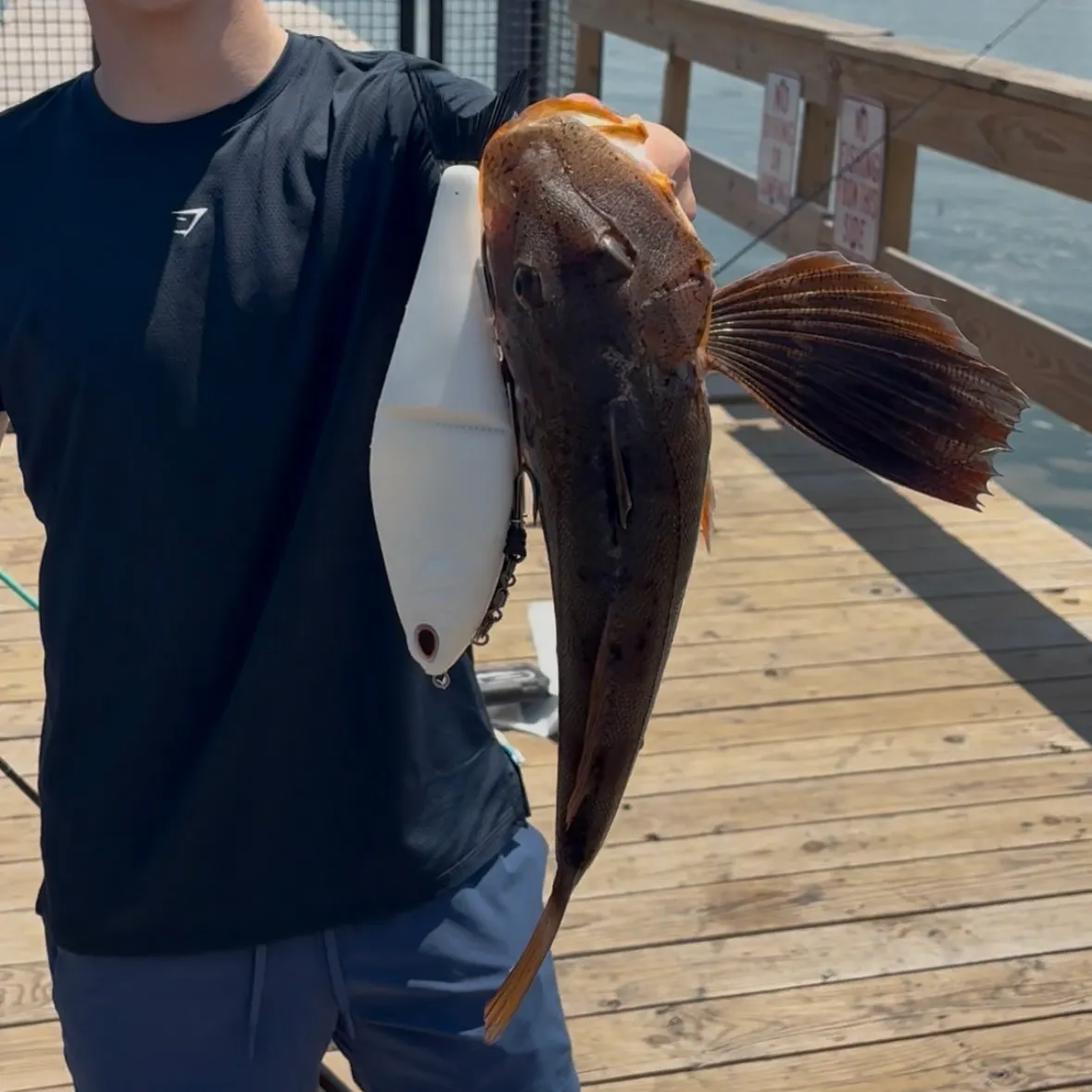 The most recent Striped searobin catches on Fishbrain