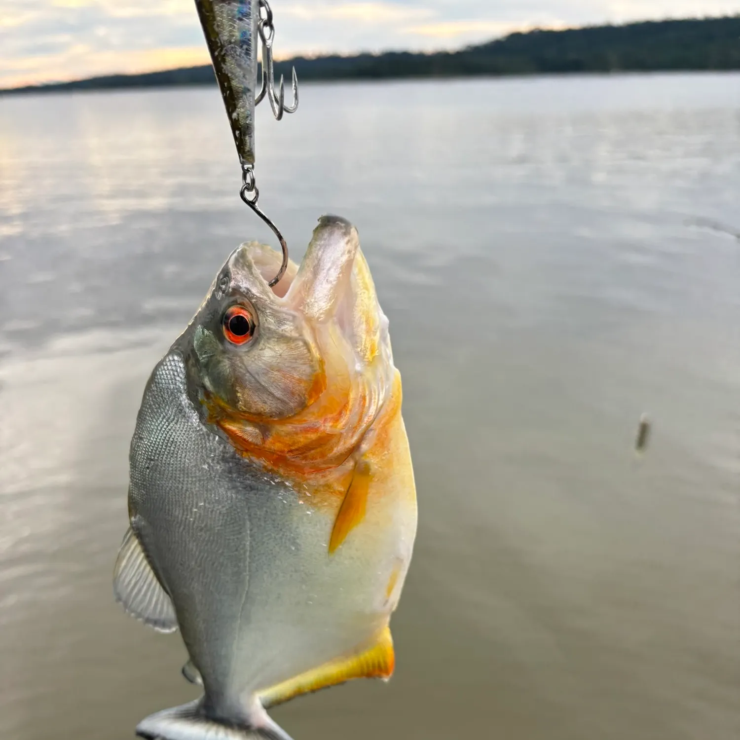 most liked catch image