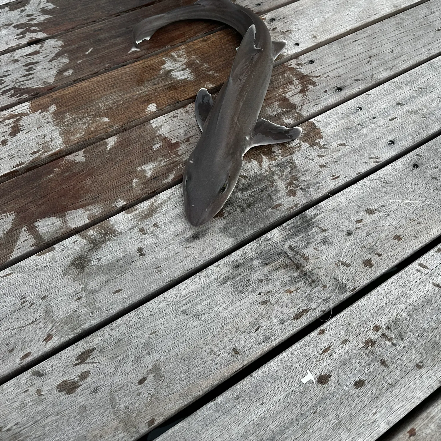 Piked dogfish caught on Fishbrain