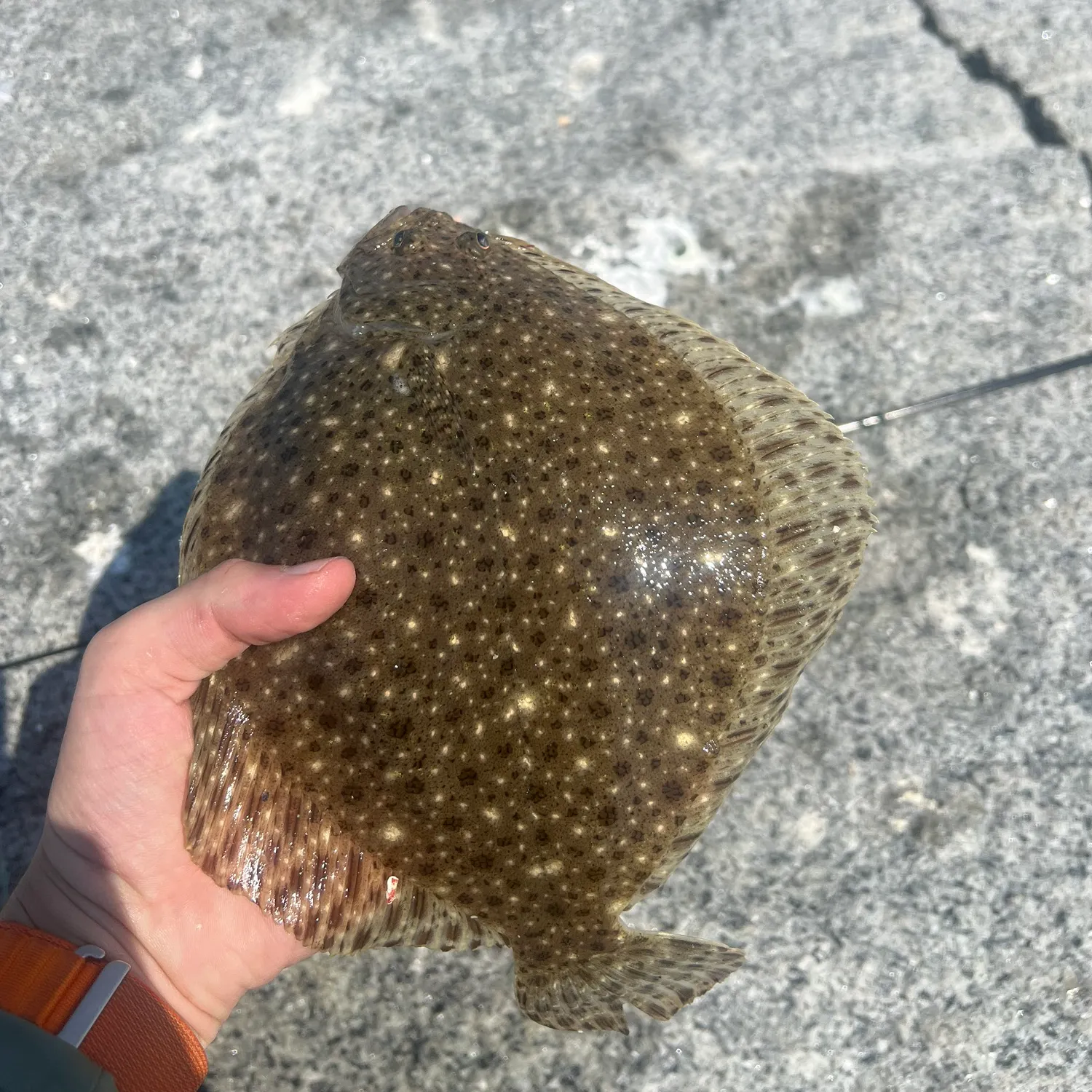 The most recent Windowpane flounder catches on Fishbrain