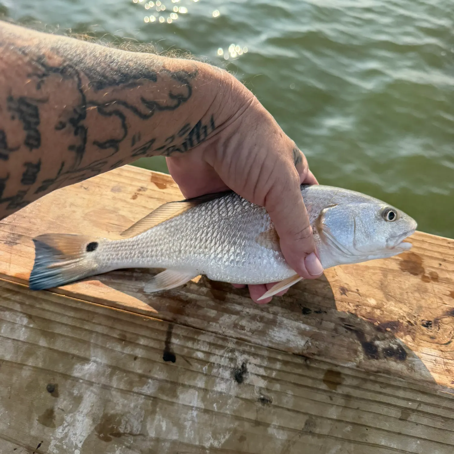 Red drum caught on Fishbrain