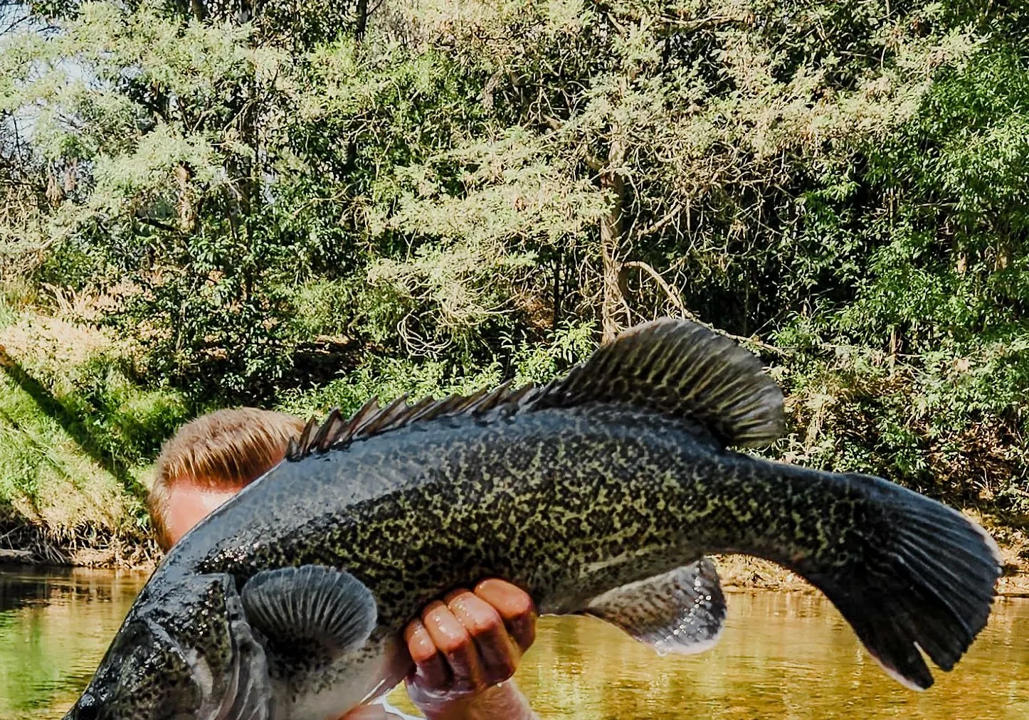 Murray cod