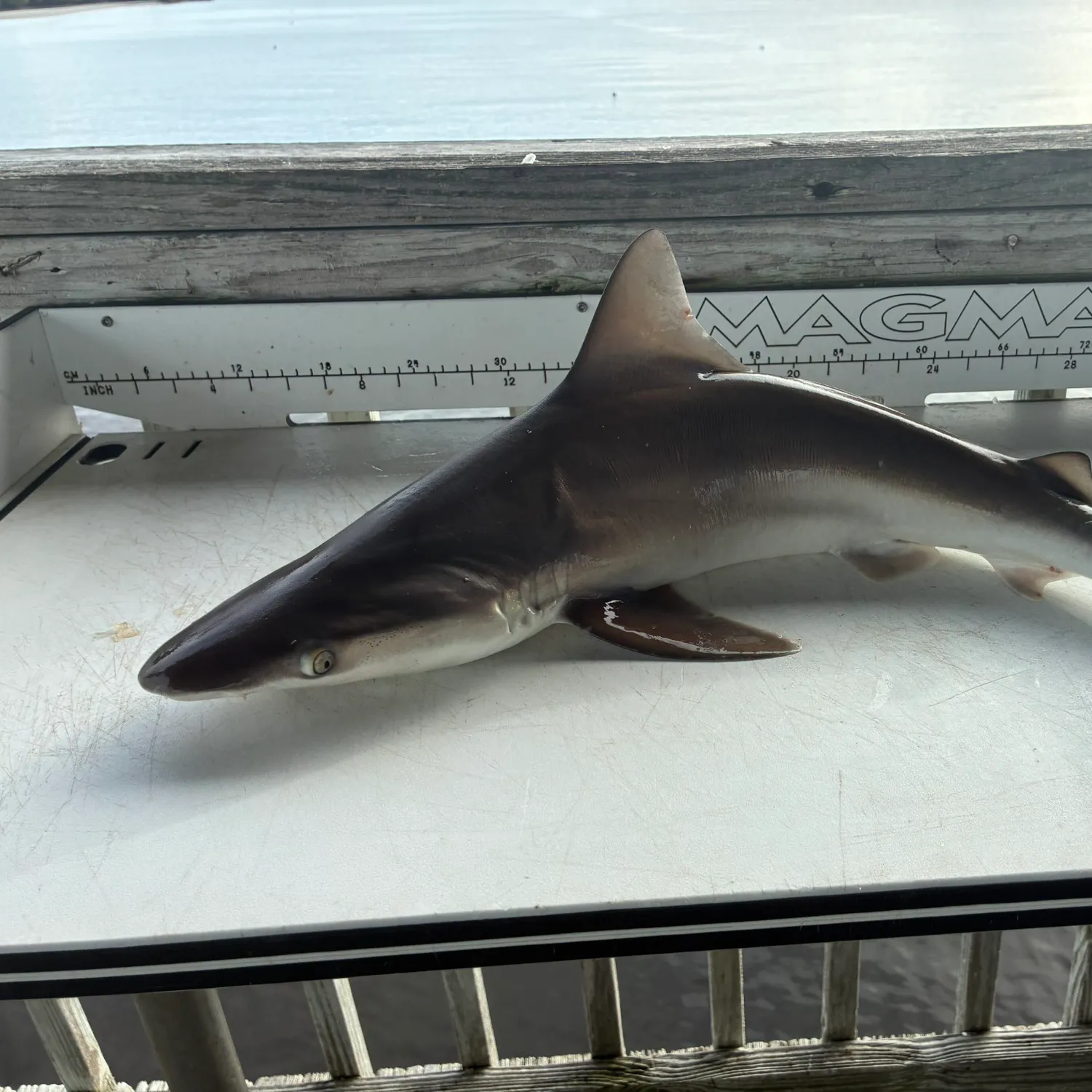 The most recent Sandbar shark catches on Fishbrain