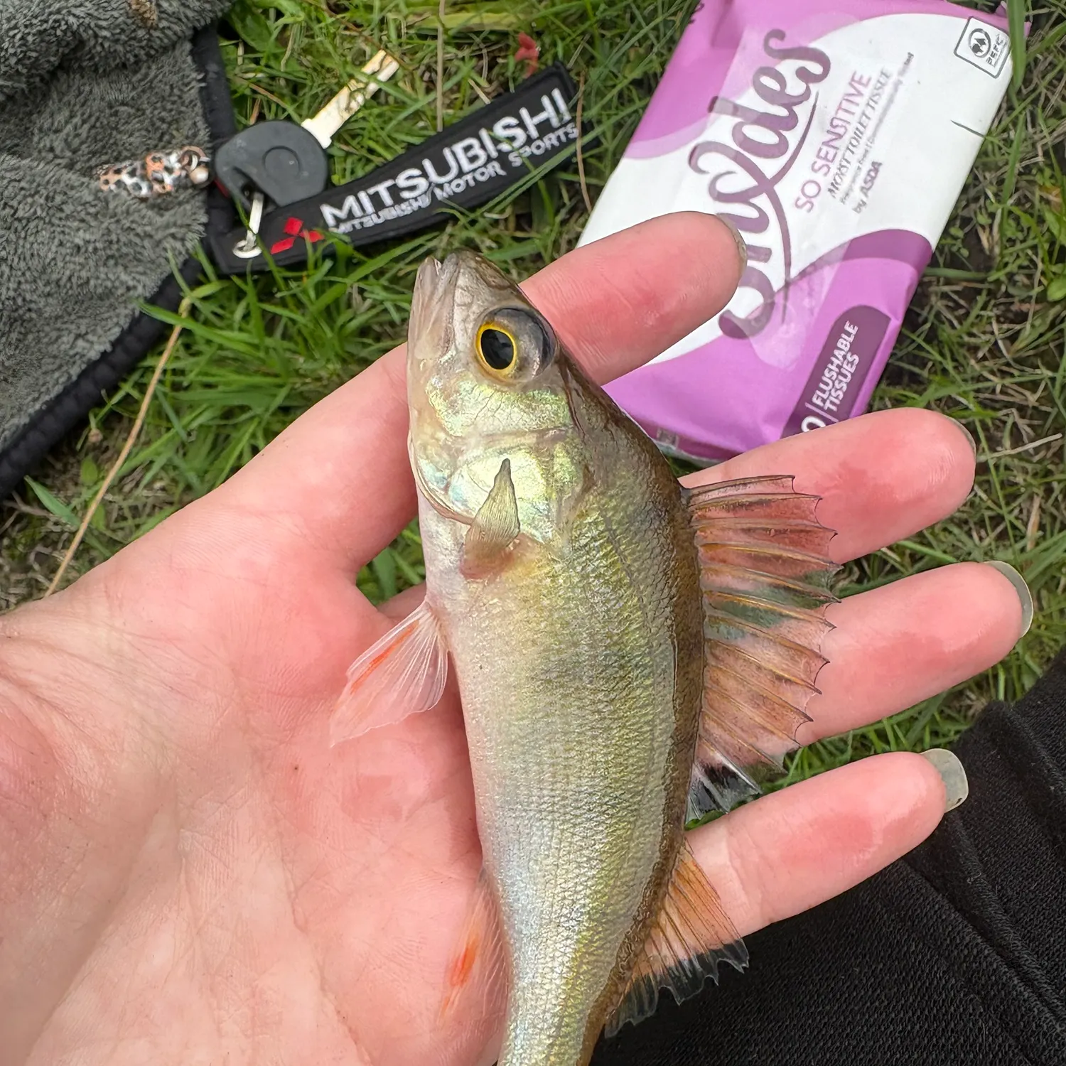 European perch caught on Fishbrain