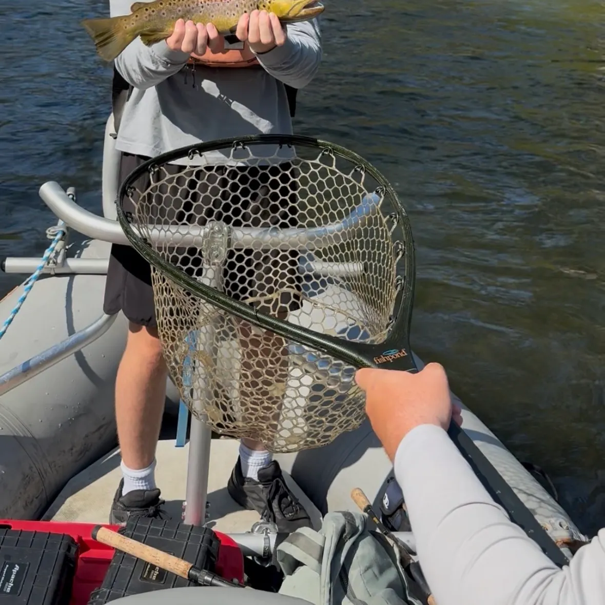 Brown trout caught on Fishbrain