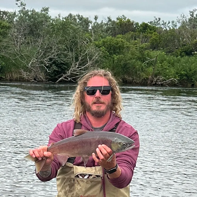 The most recent Sockeye salmon catches on Fishbrain