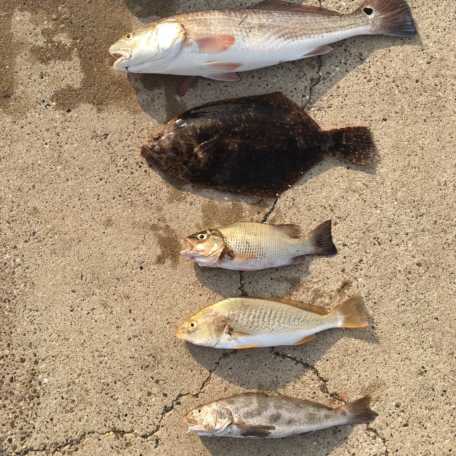 recently logged catches