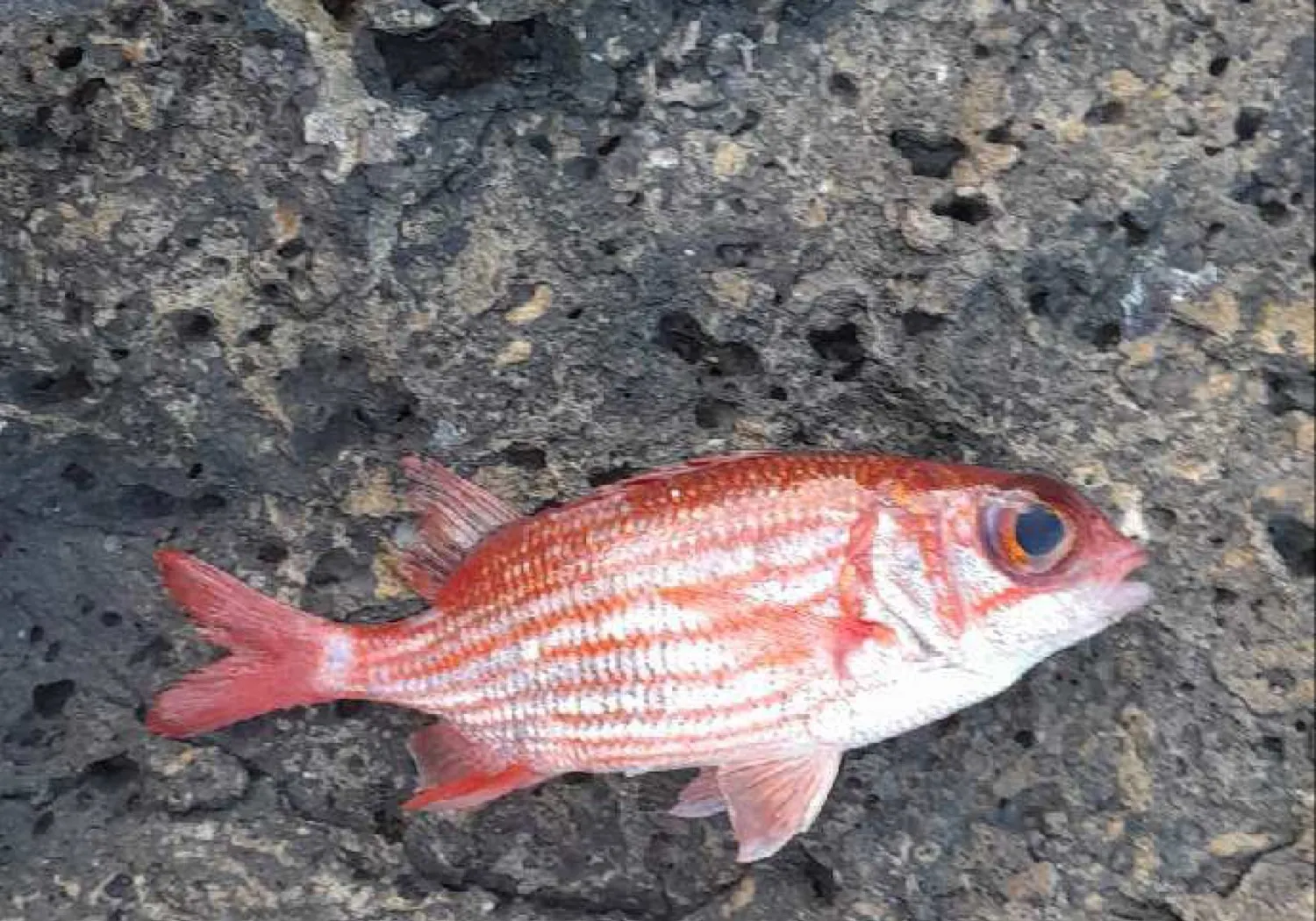 Blotcheye soldierfish