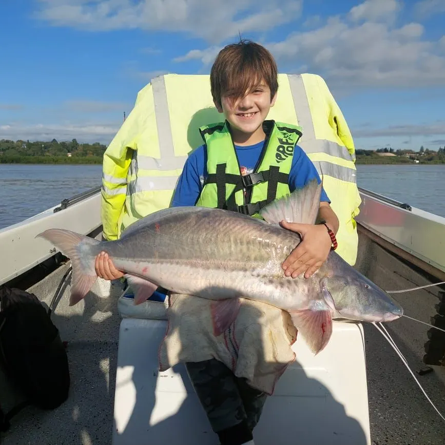 The most recent Spotted sorubim catches on Fishbrain