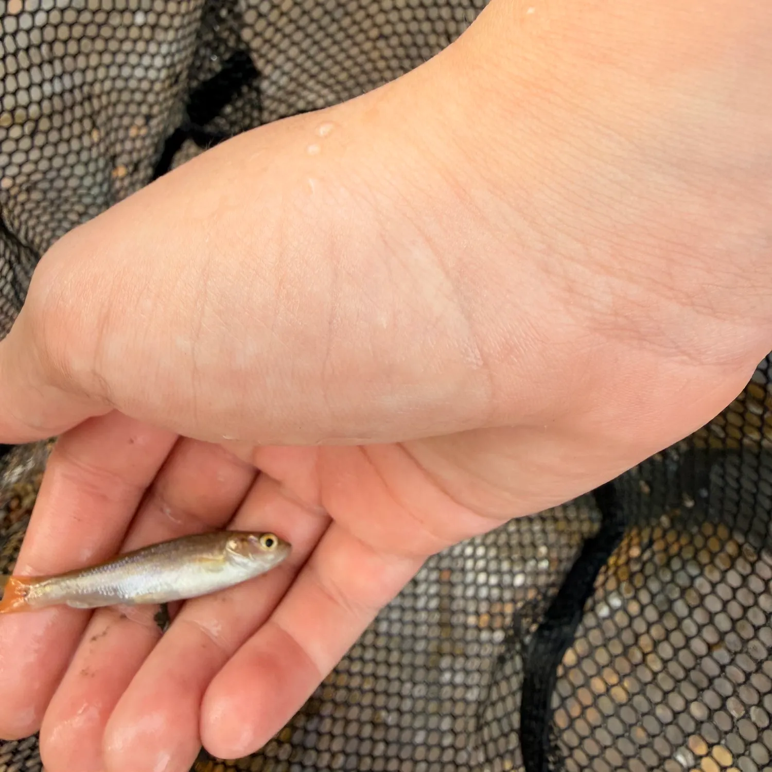 Spotfin shiner caught on Fishbrain