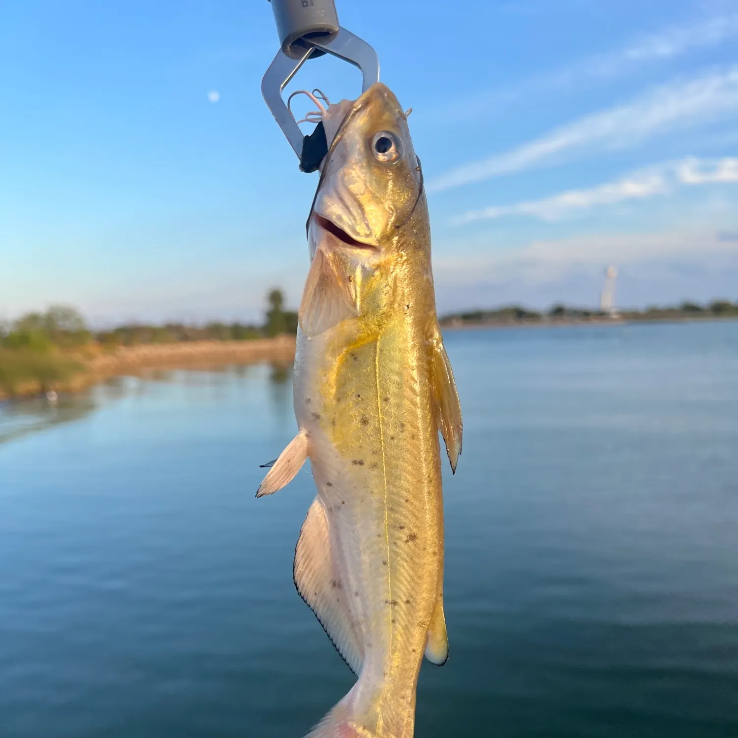 Channel catfish caught on Fishbrain