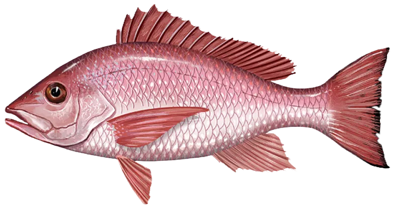 Northern red snapper