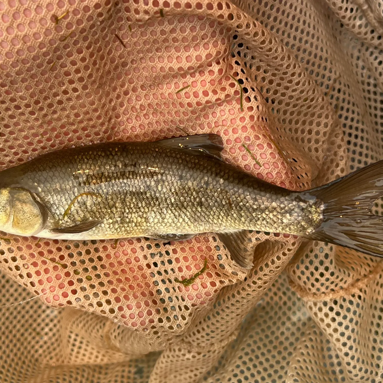 The most recent Utah chub catches on Fishbrain