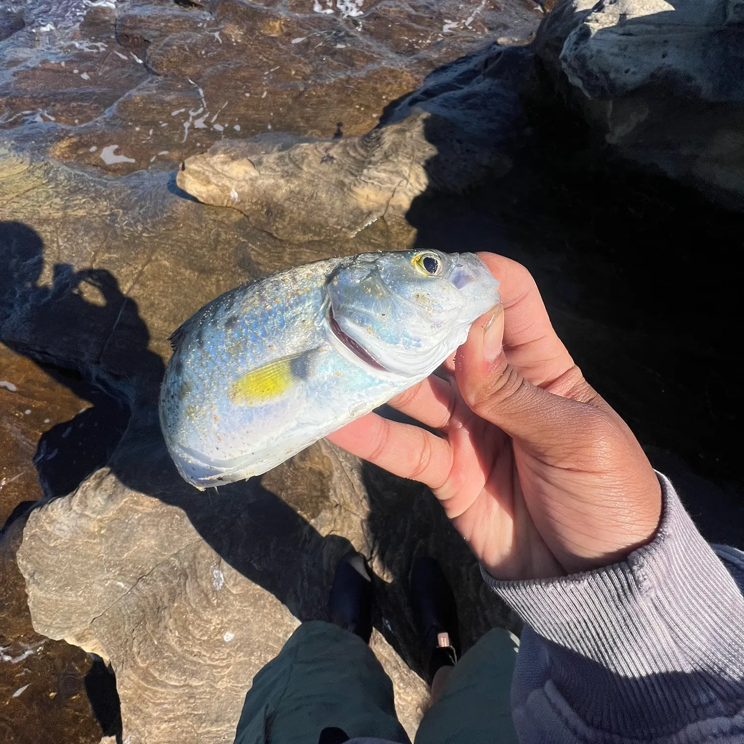 Eastern Australian salmon caught on Fishbrain
