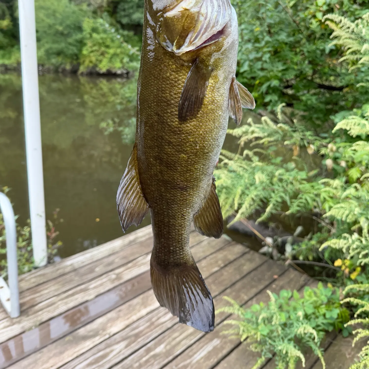 Smallmouth bass caught on Fishbrain