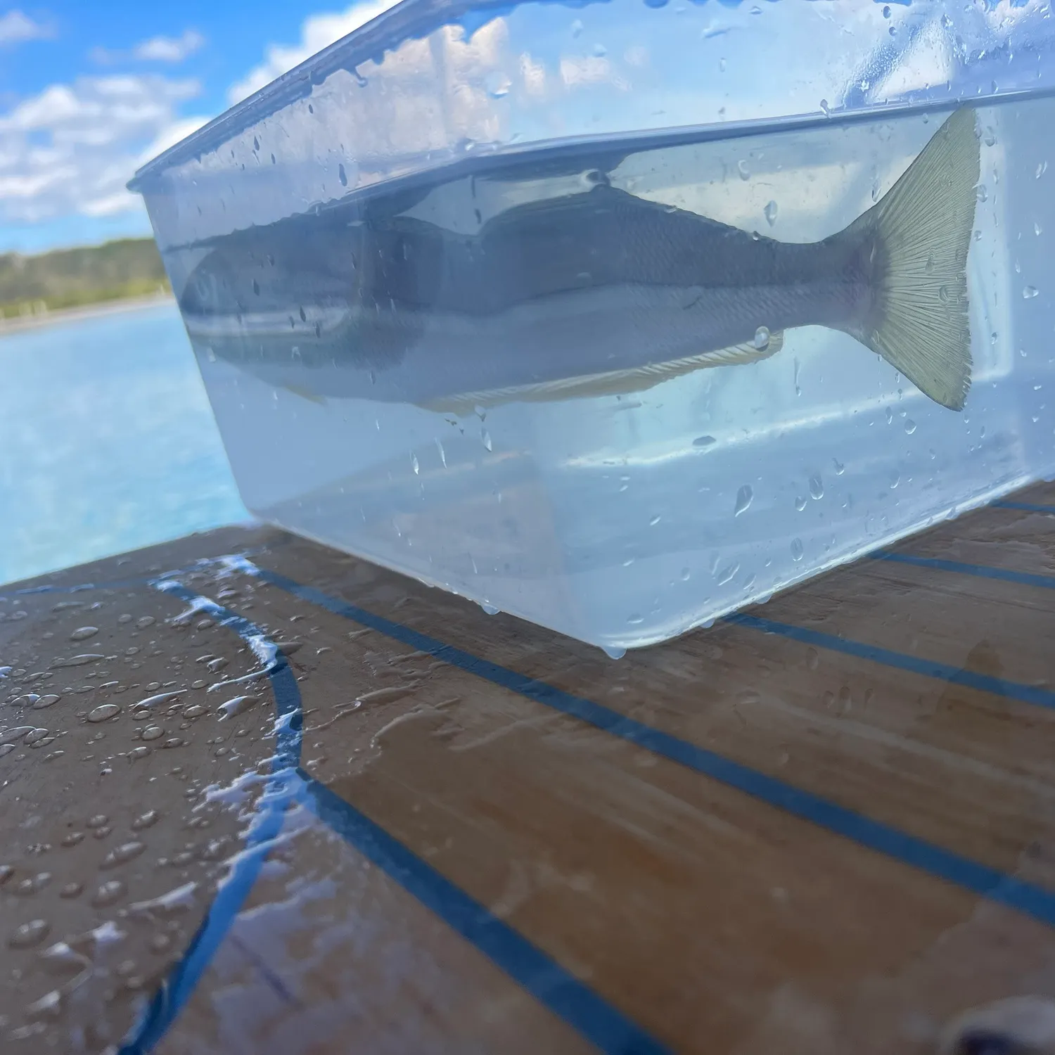 The most recent King George whiting catches on Fishbrain
