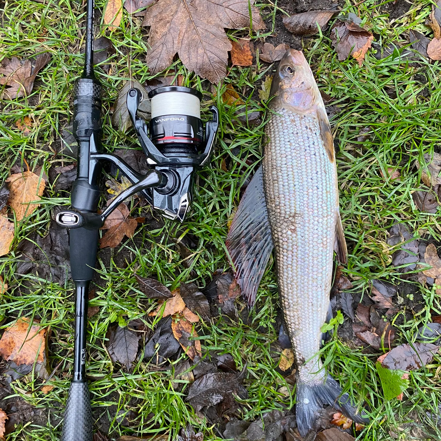 The most recent European grayling catches on Fishbrain