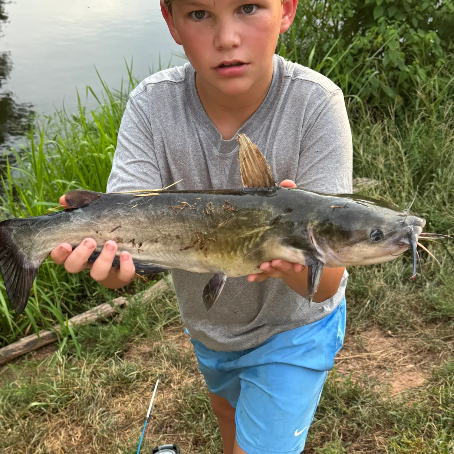 Channel catfish caught on Fishbrain