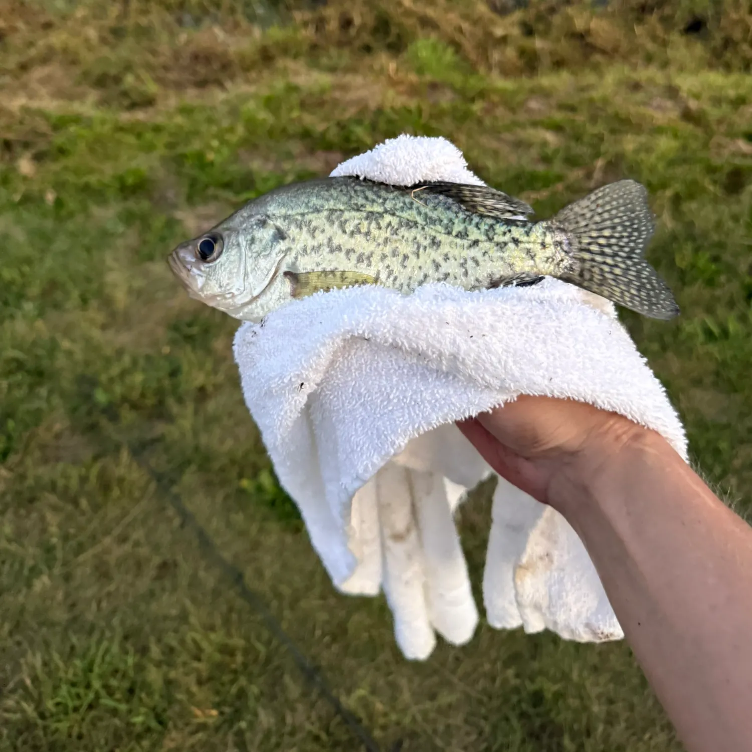 The most recent Black crappie catches on Fishbrain