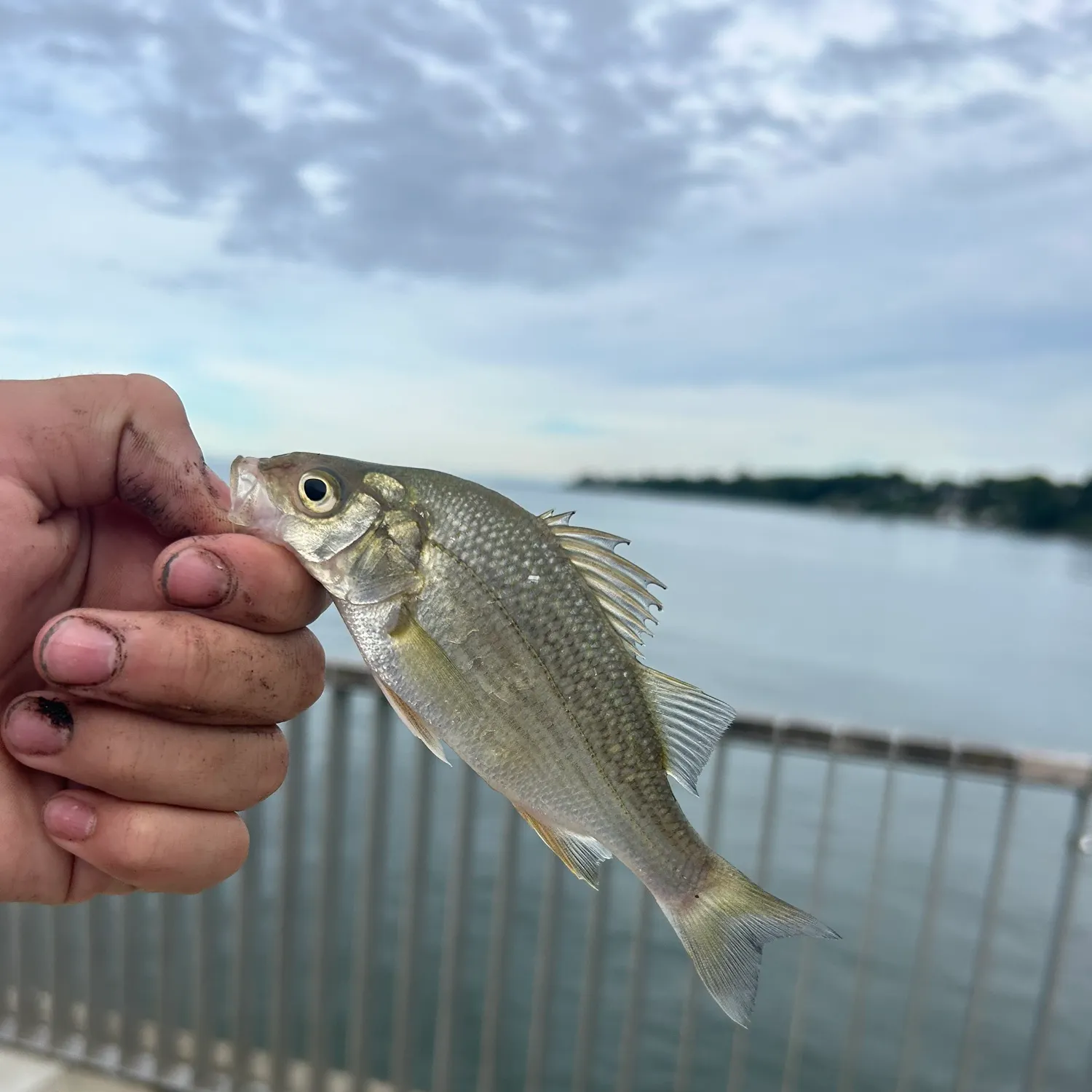 White perch caught on Fishbrain