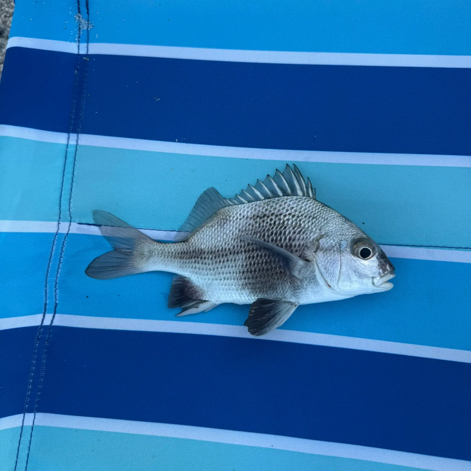 The most recent Black margate catches on Fishbrain