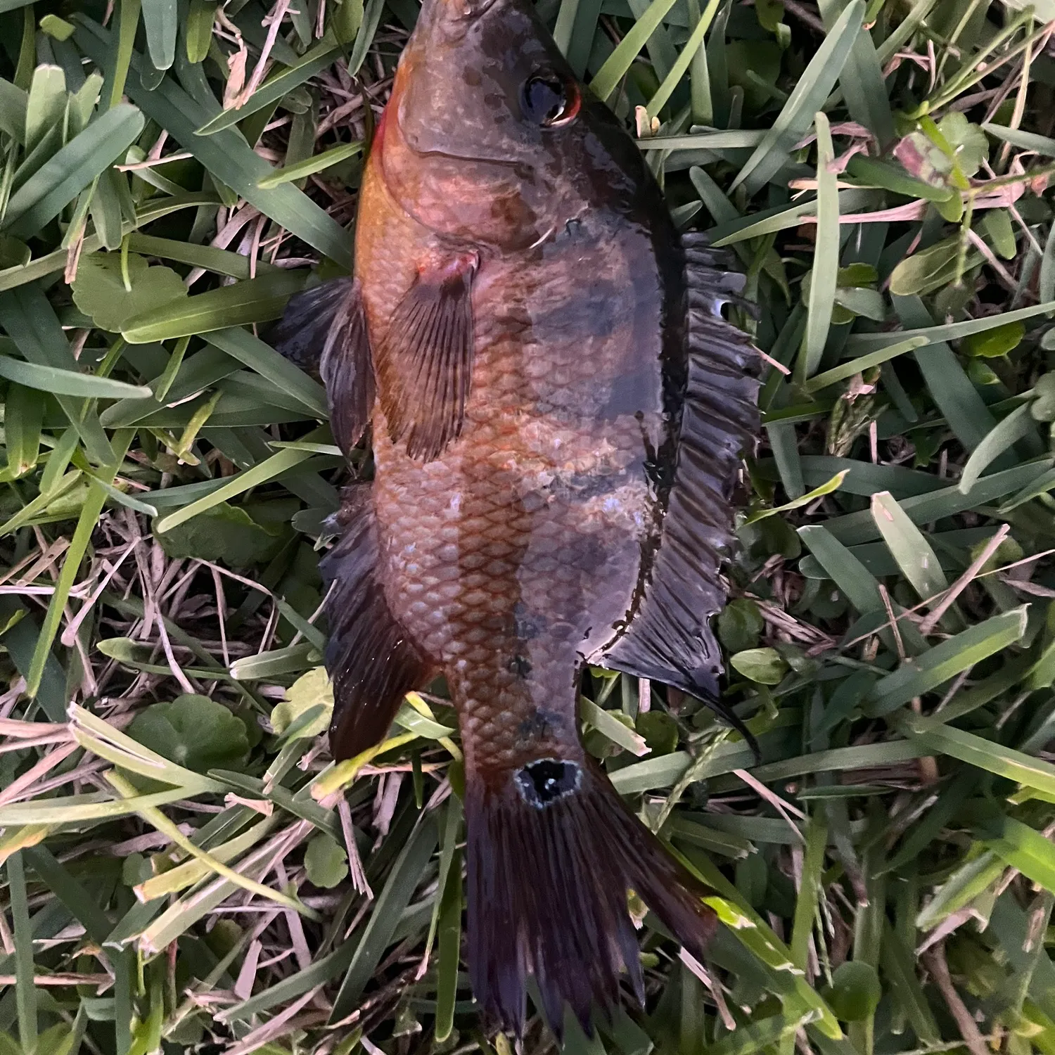 The most recent Mayan cichlid catches on Fishbrain