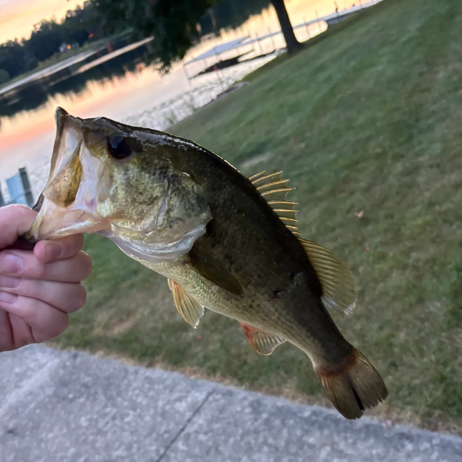 Largemouth bass caught on Fishbrain