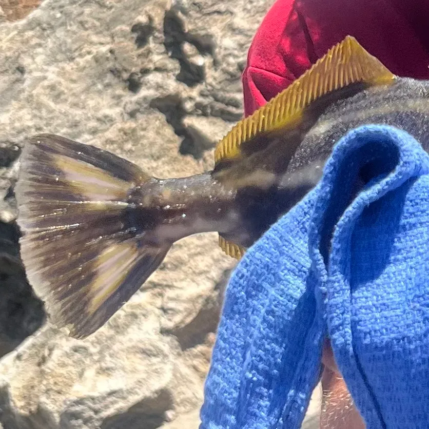 The most recent Cobia catches on Fishbrain