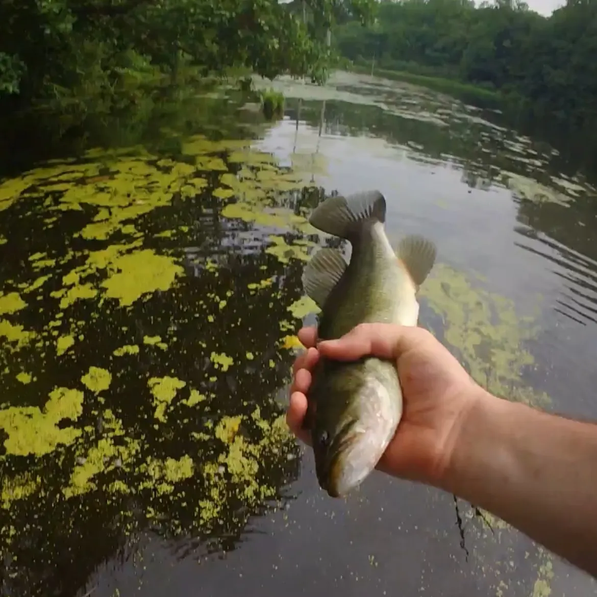 Largemouth bass caught on Fishbrain