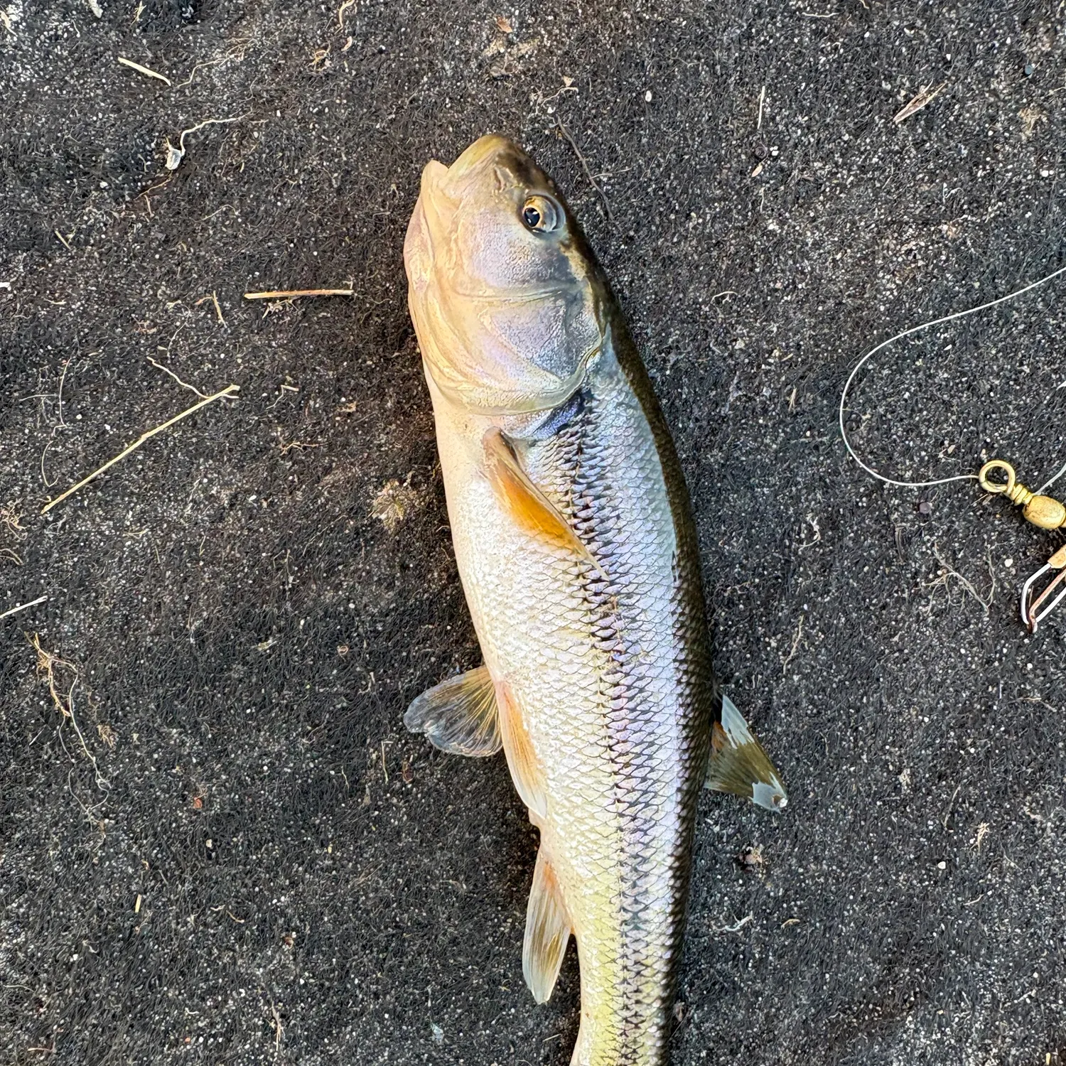 Creek chub caught on Fishbrain