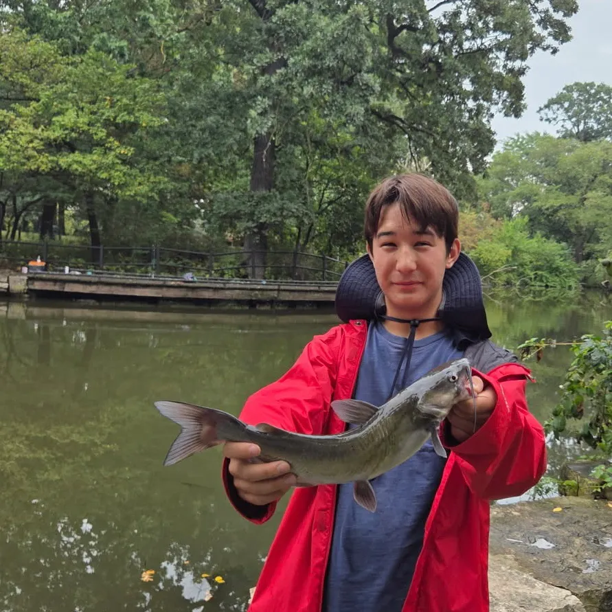 Channel catfish caught on Fishbrain