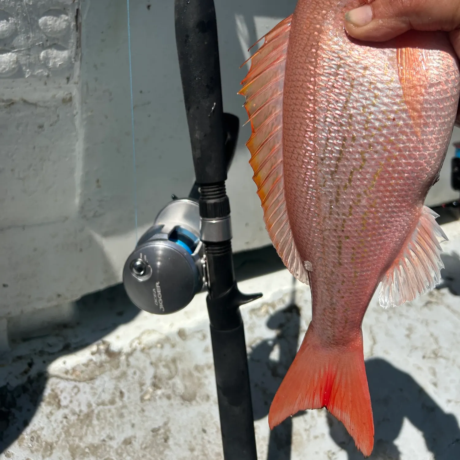 Vermilion snapper caught on Fishbrain