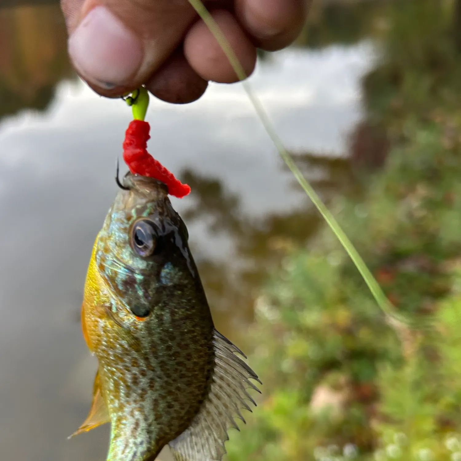Pumpkinseed caught on Fishbrain