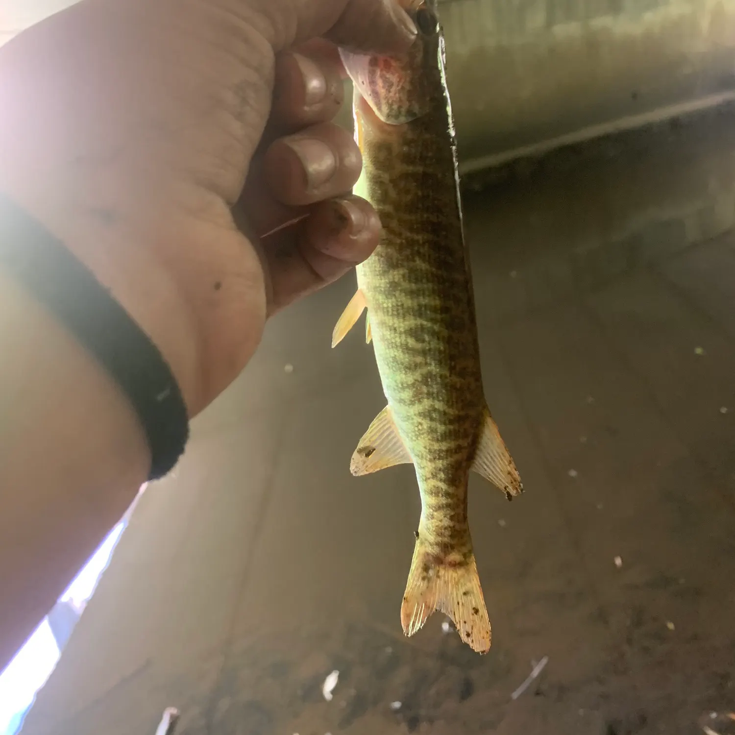 The most recent Grass pickerel catches on Fishbrain