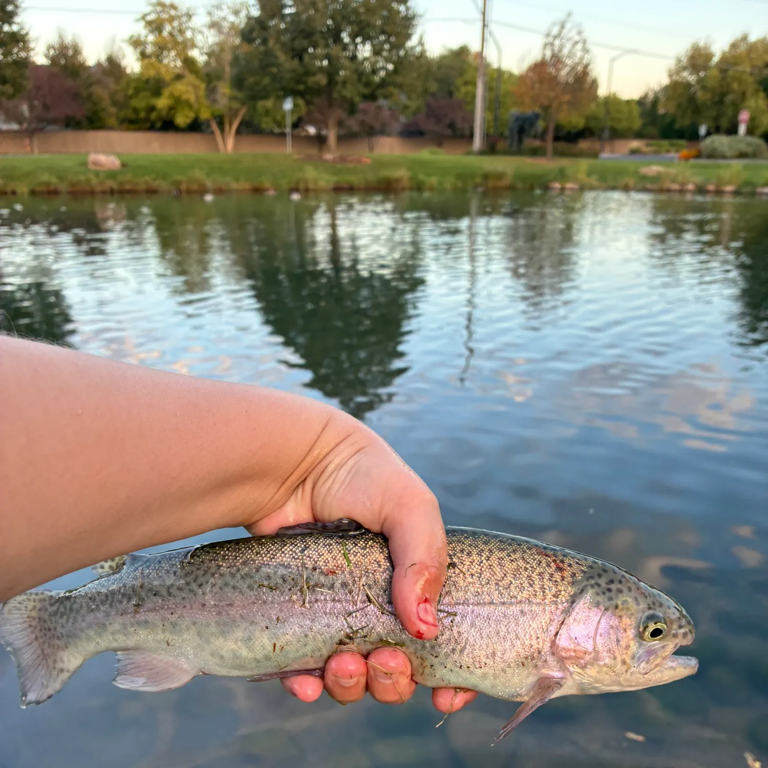 Rainbow trout caught on Fishbrain
