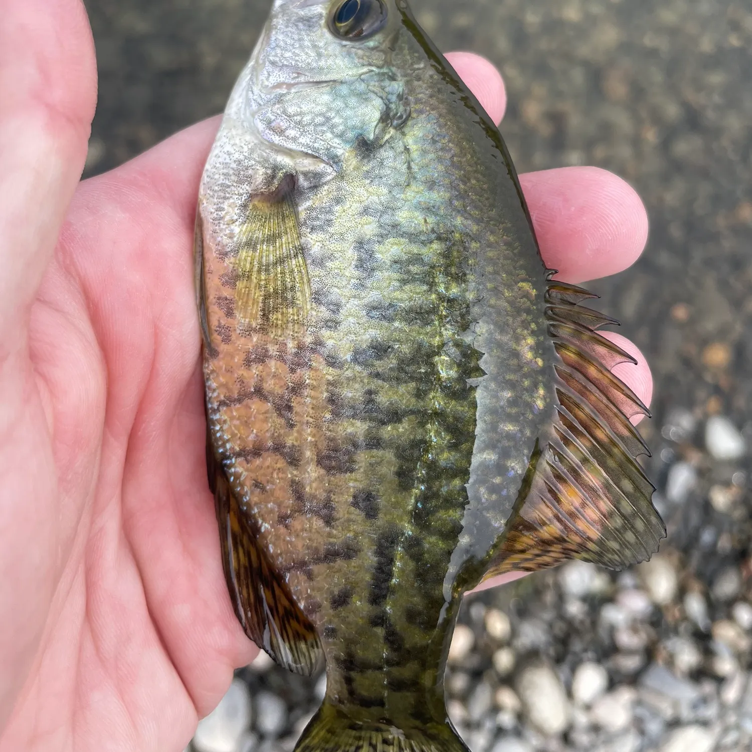 Black crappie caught on Fishbrain