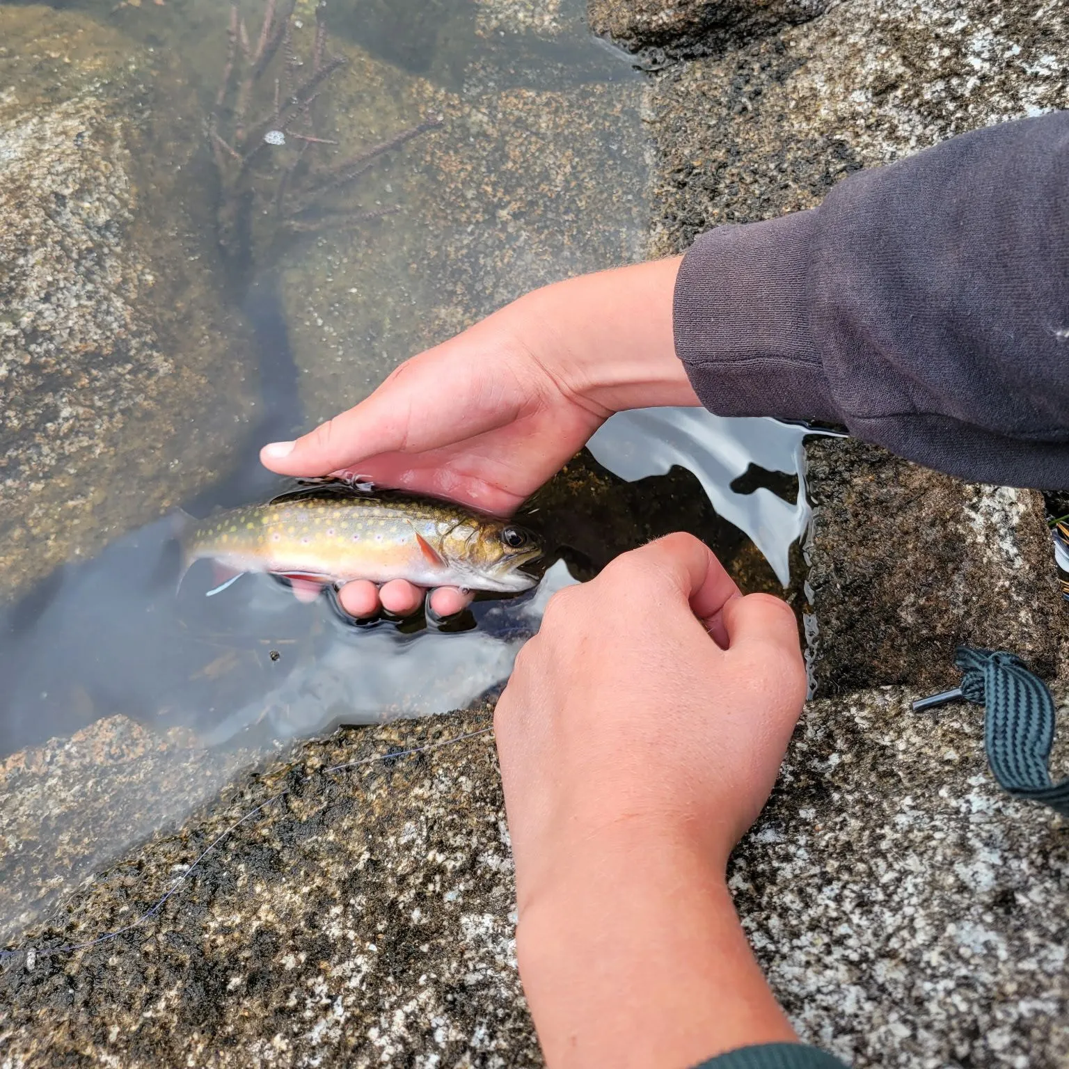 Brook trout caught on Fishbrain